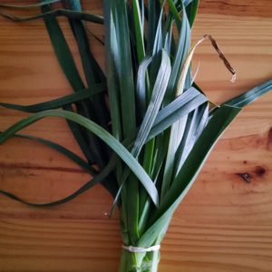 Organic Leeks from the Garden Route